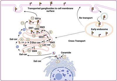 Multi-dimensional role of gangliosides in modulating cancer hallmarks and their prospects in targeted cancer therapy